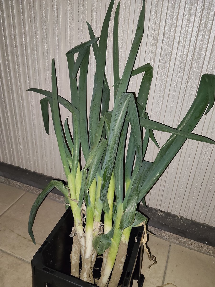 ロワ @ことりバザール 2026/4/9~13 tweet media