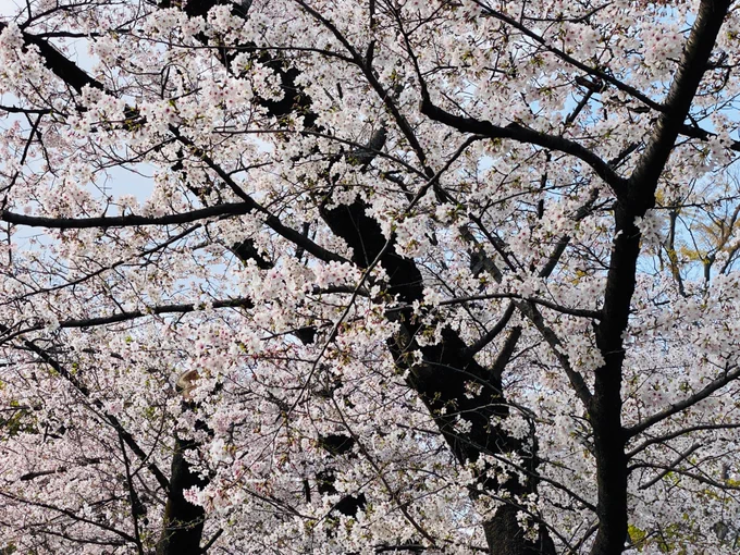 家族でお花見行って来ました 桜がキレイ