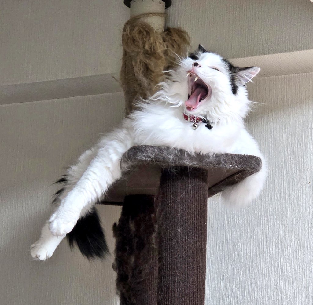 くまルイ❤😺🩵🧸💜 tweet media