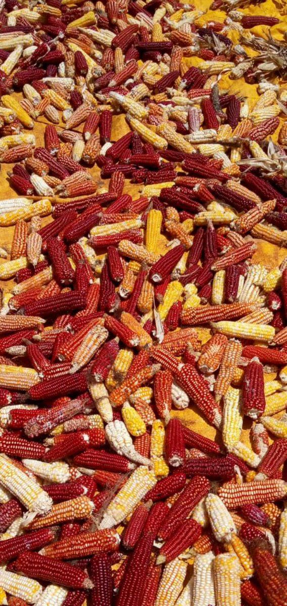 Kenyan Peasants League tweet media