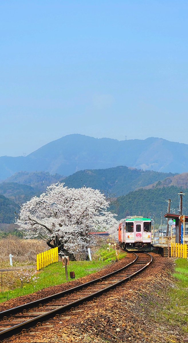 StudioNavi's tweet photo. 木知原駅の桜
本巣市・樽見鉄道

#木知原駅 #さくら #樽見鉄道 #岐阜県 https://t.co/rIOM9YZQr1