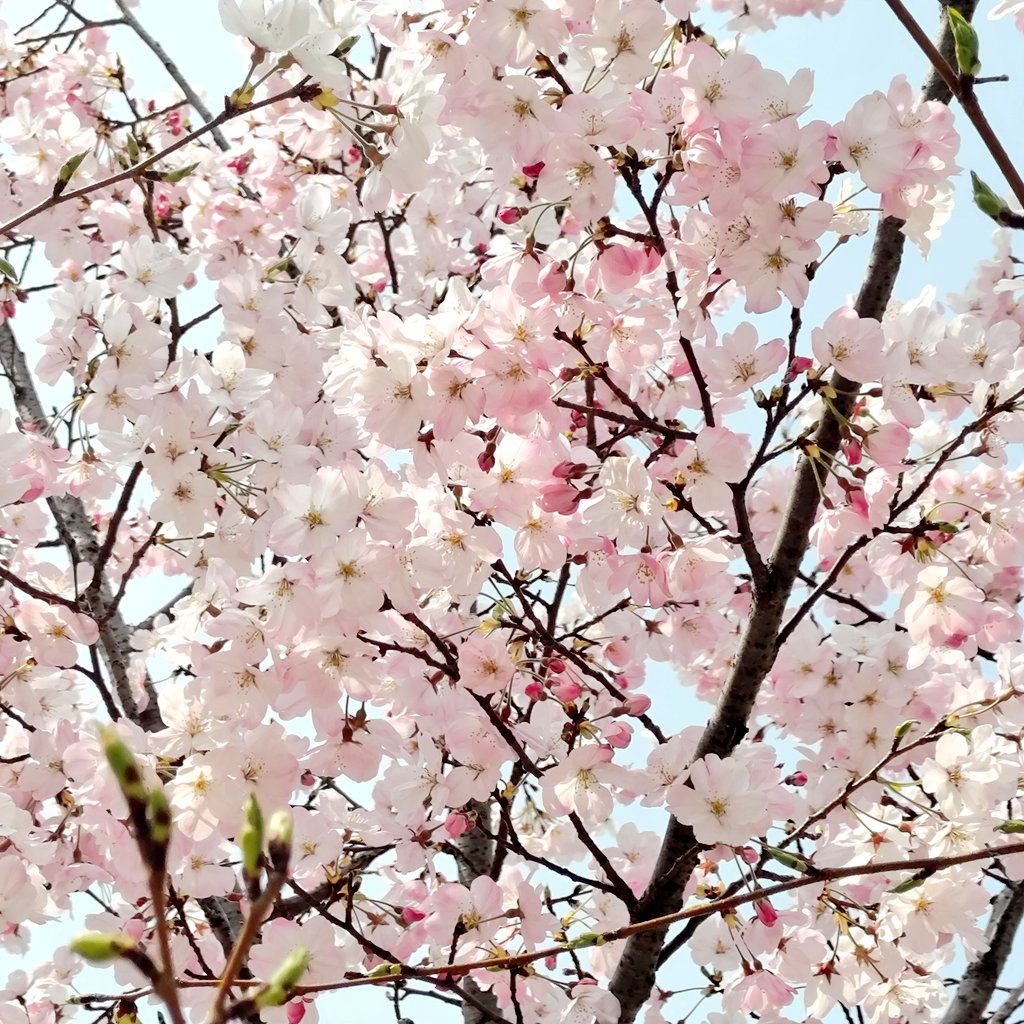 まりあ*⑅୨୧ tweet media