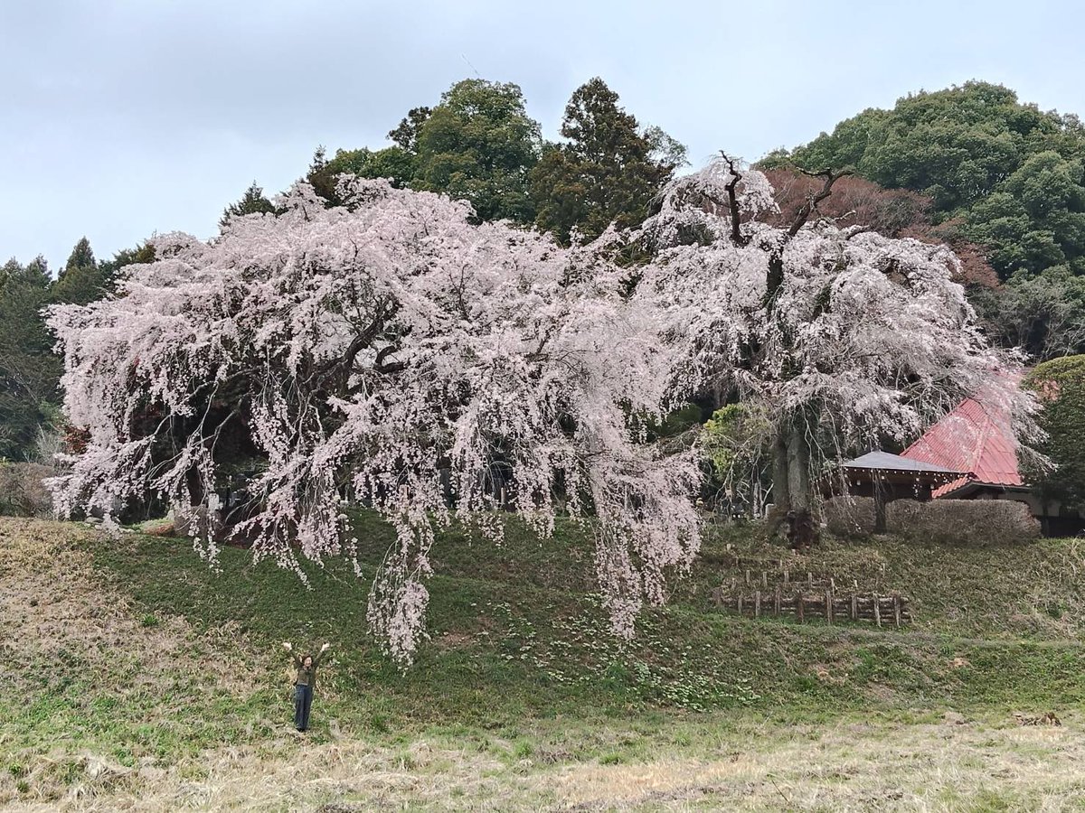 鴨つけ汁蕎麦 tweet media