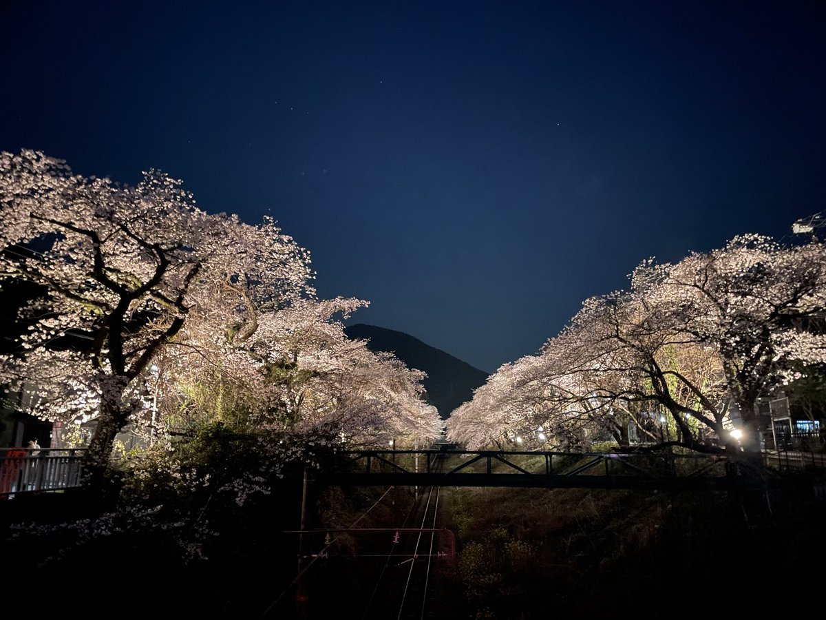 マリマリ tweet media