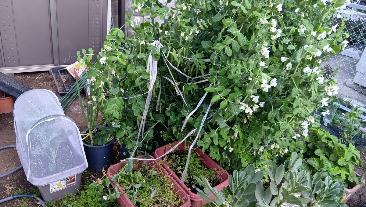 にぬき(SW) tweet media