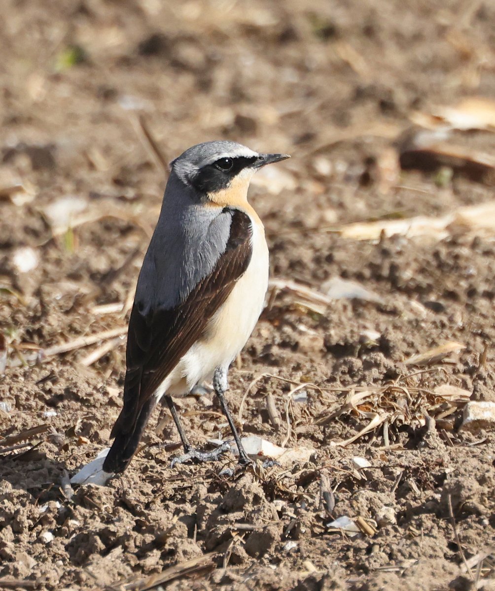 Stuart Fox tweet media