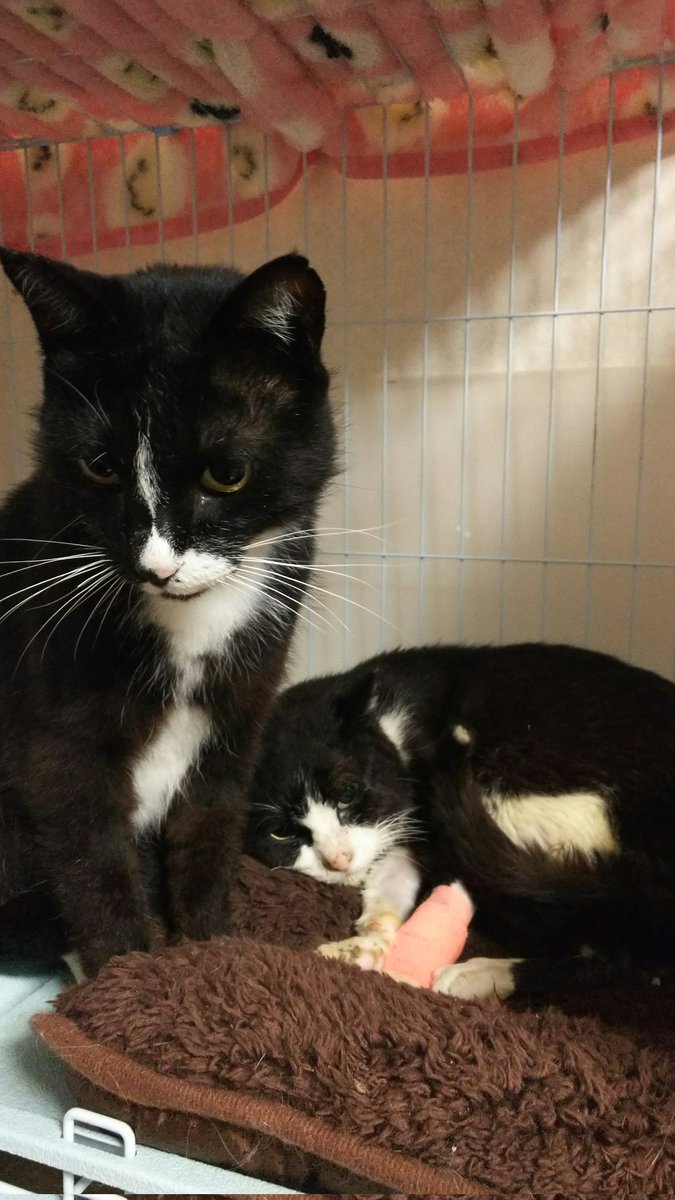 ゴエママ tweet media