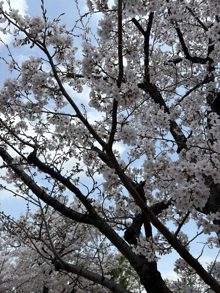 primo_school's tweet photo. 明日から雨と知って、急いで授業の前に撮りに行きました

今年も新松戸6丁目の桜がきれいです🌸
これは満開に近そうですね

もうすぐ新学期、改めてまた一年頑張ろうと思いました

#新松戸 #塾 #桜 #この桜を見るのも8回目 https://t.co/Tfxf2mDYiz
