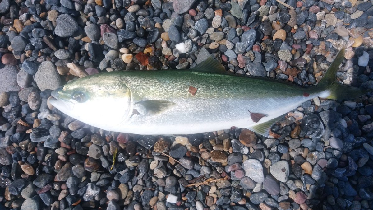 とくめい tweet media