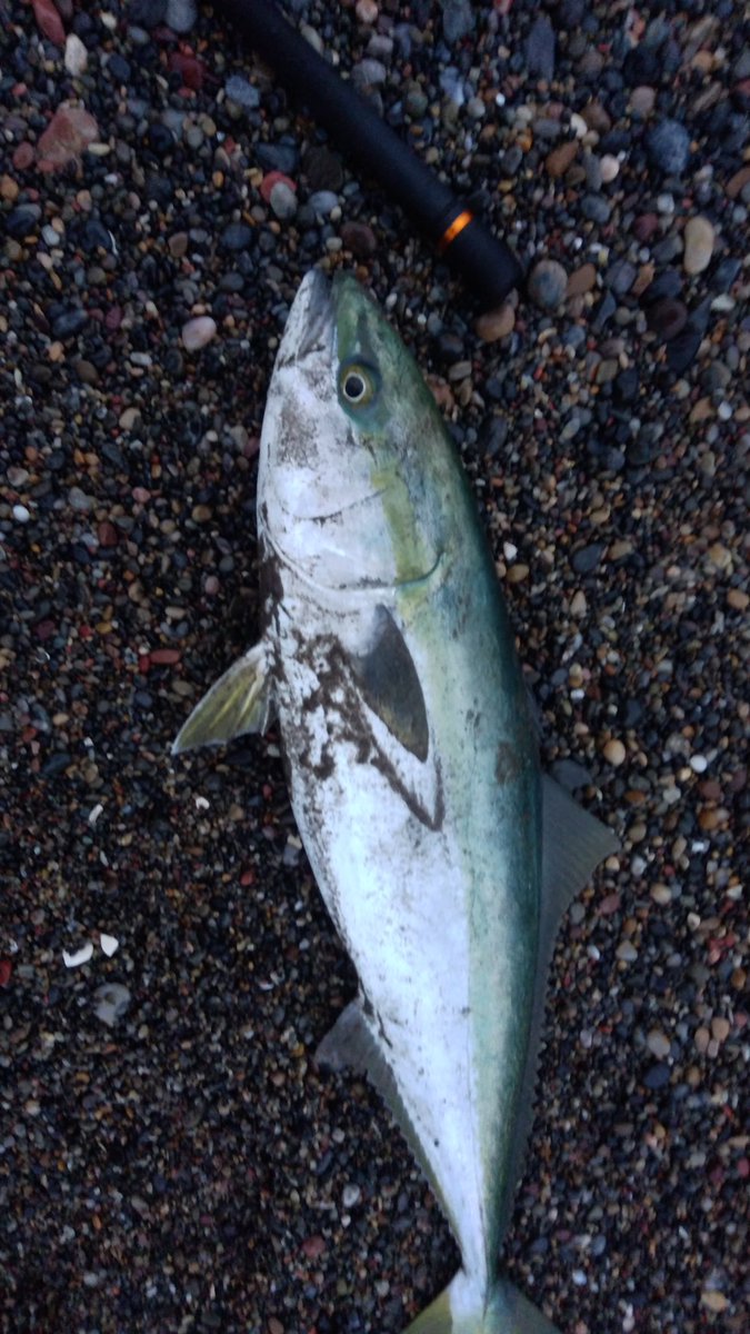 とくめい tweet media