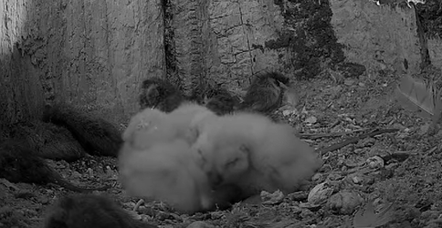 Under Cover Hedgie tweet media