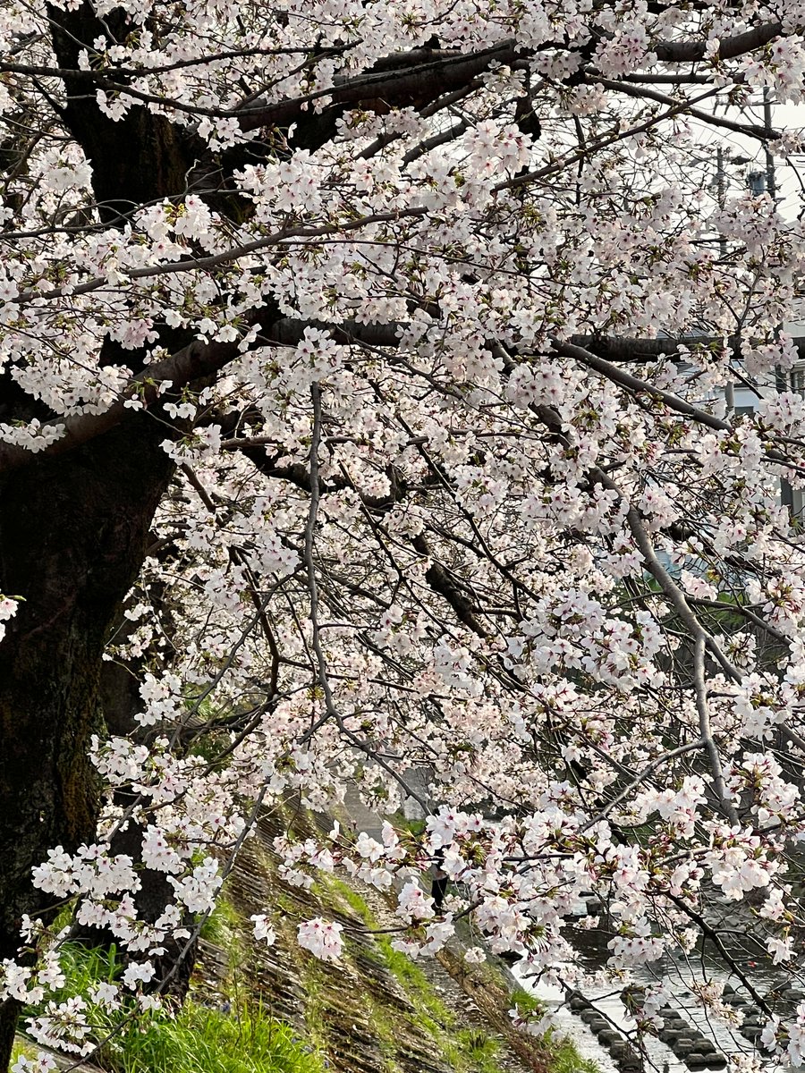 Land3480's tweet photo. （ 山崎川 ）
#山崎川 #桜 #花 #はなまっぷ #はなまっぷ2026 #春 #風景 #frower #cherryblossom #igersjp #ig_hpots #ig_japan_ #icu_japan #team_jp_ #lovers_nippon #lovers_nippon_frower #tokyocameraclub #art_of_japan_ #キリトリセカイ #写真で伝えたい私の世界 #ファインダー越しの私の世界 https://t.co/ln7LYE1Cjp