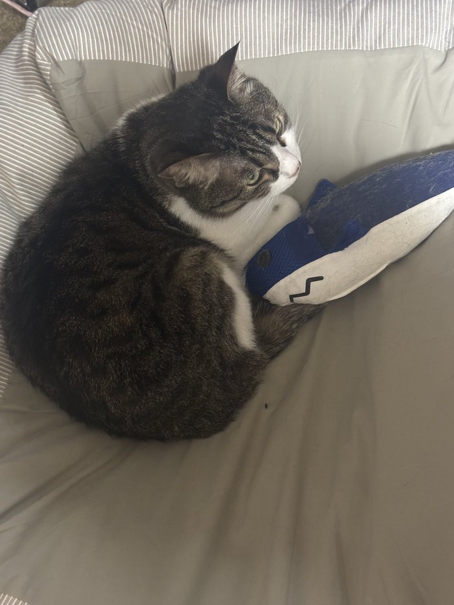 ゴッド親分ぴっぴ tweet media