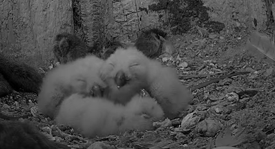 Under Cover Hedgie tweet media