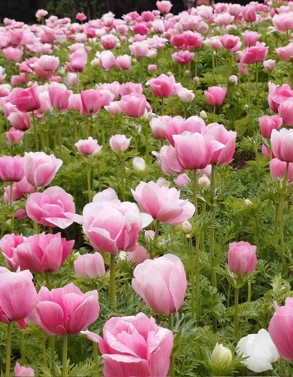 凛🐾お返事遅れがちで申し訳ありません🙇‍♀️💦 tweet media