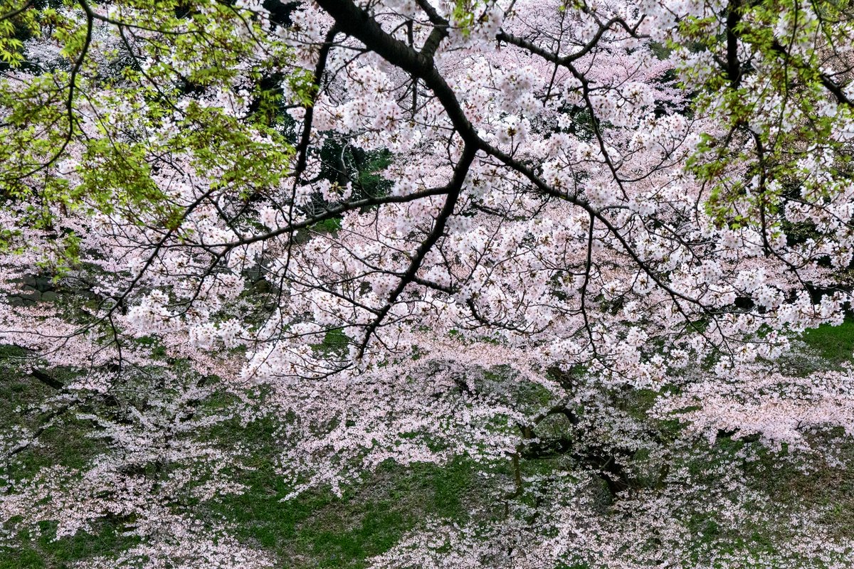 YamashitaPhoto's tweet photo. Sakura time in Tokyo: cherry blossoms along the Imperial Palace moat, Chidorigafuchi Park. The Japanese have celebrated spring for centuries with a national ritual of taking time off to gaze at cherry blossoms. 

In Japan, the seasons — shiki — shape the rhythm of life. The Japanese language contains a rich vocabulary of seasonal words, or kigo, used to situate a moment in the natural cycle. The word for cherry blossoms, sakura, signals spring.  

#sakura #cherryblossom #spring