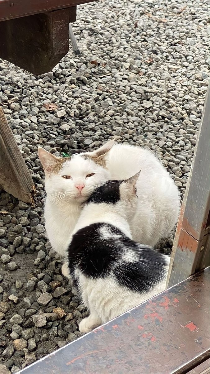 GATRA MAHADI. tweet media