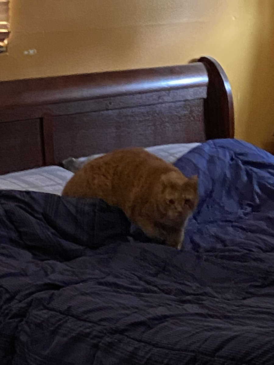 Not Garfield tweet media