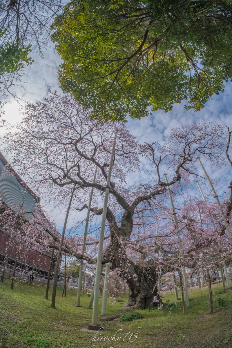 ヒロキ tweet media