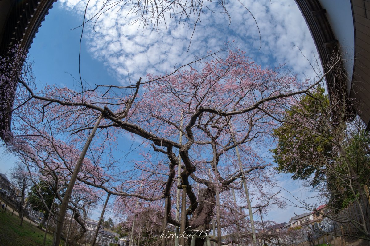 ヒロキ tweet media