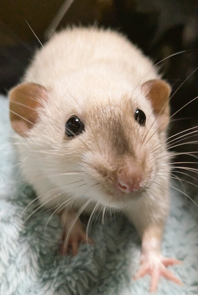 くぁな@絵/VRC/🐭 tweet media