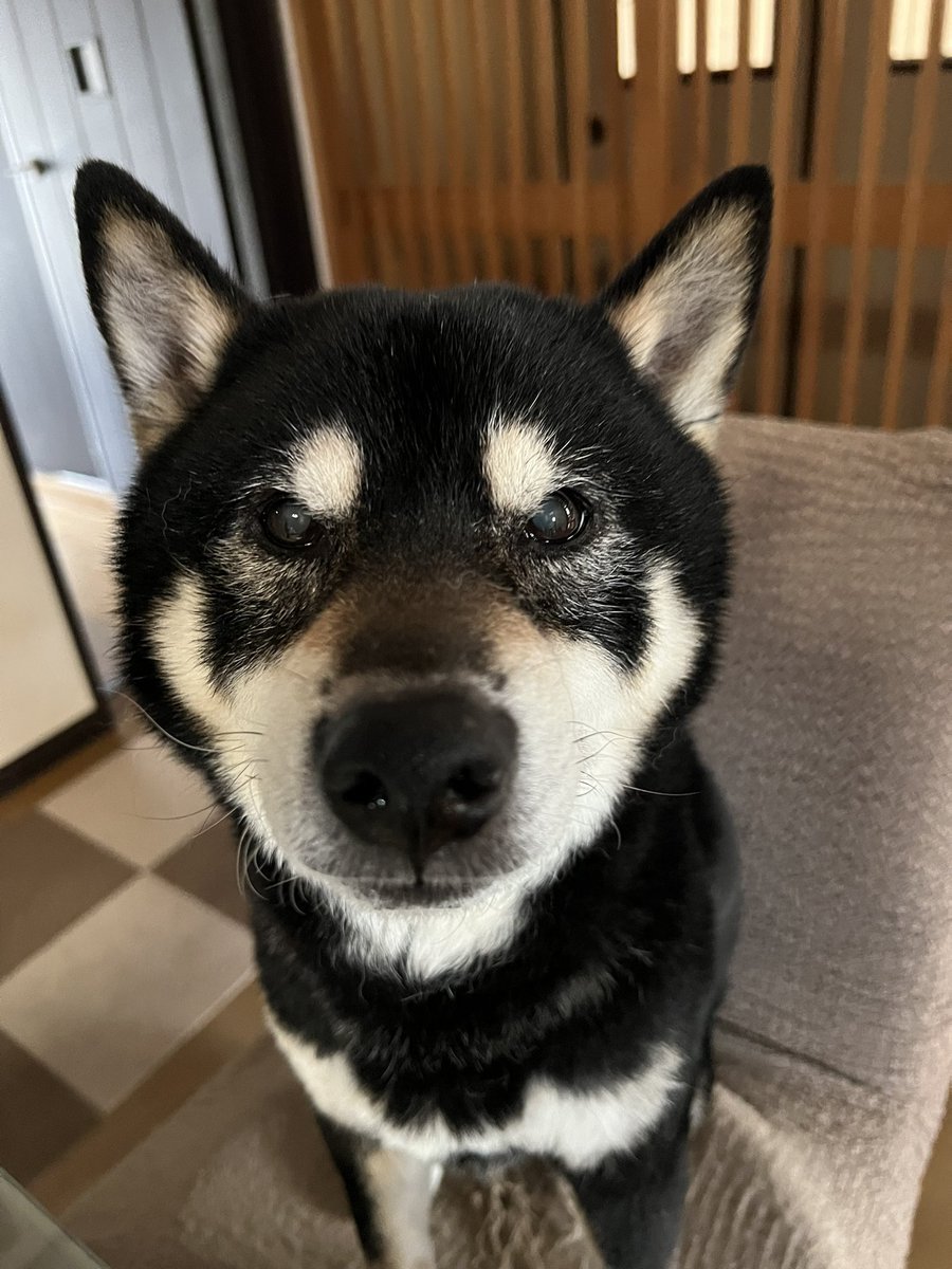 blacksnowsiba's tweet photo. 我、14歳。
食べる。寝る。散歩。
それだけでいと嬉し。

#黒柴 https://t.co/wc3mpE9m6M