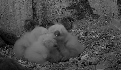 Under Cover Hedgie tweet media