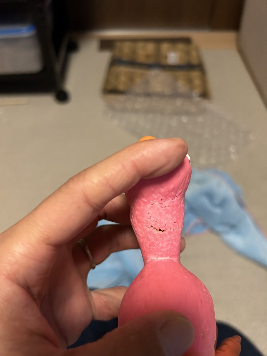 ふじつぼ人間 tweet media