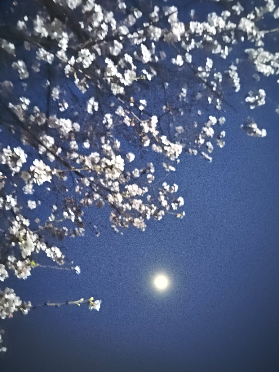 みぃみぃ tweet media