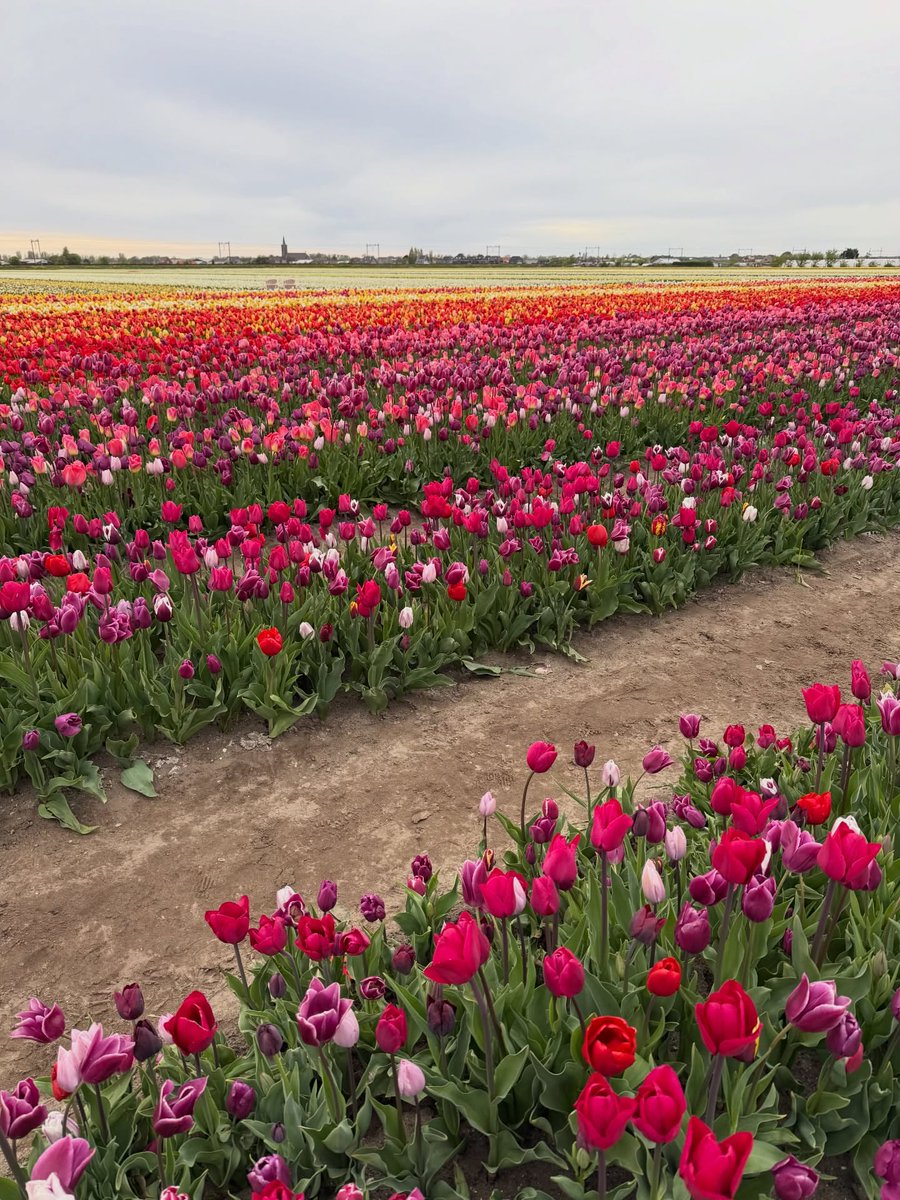 Tulips Library tweet media