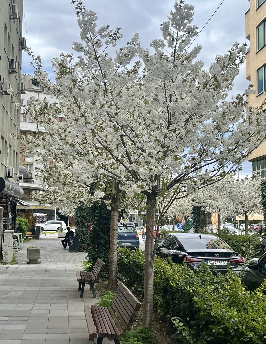 Ivo Antov tweet media