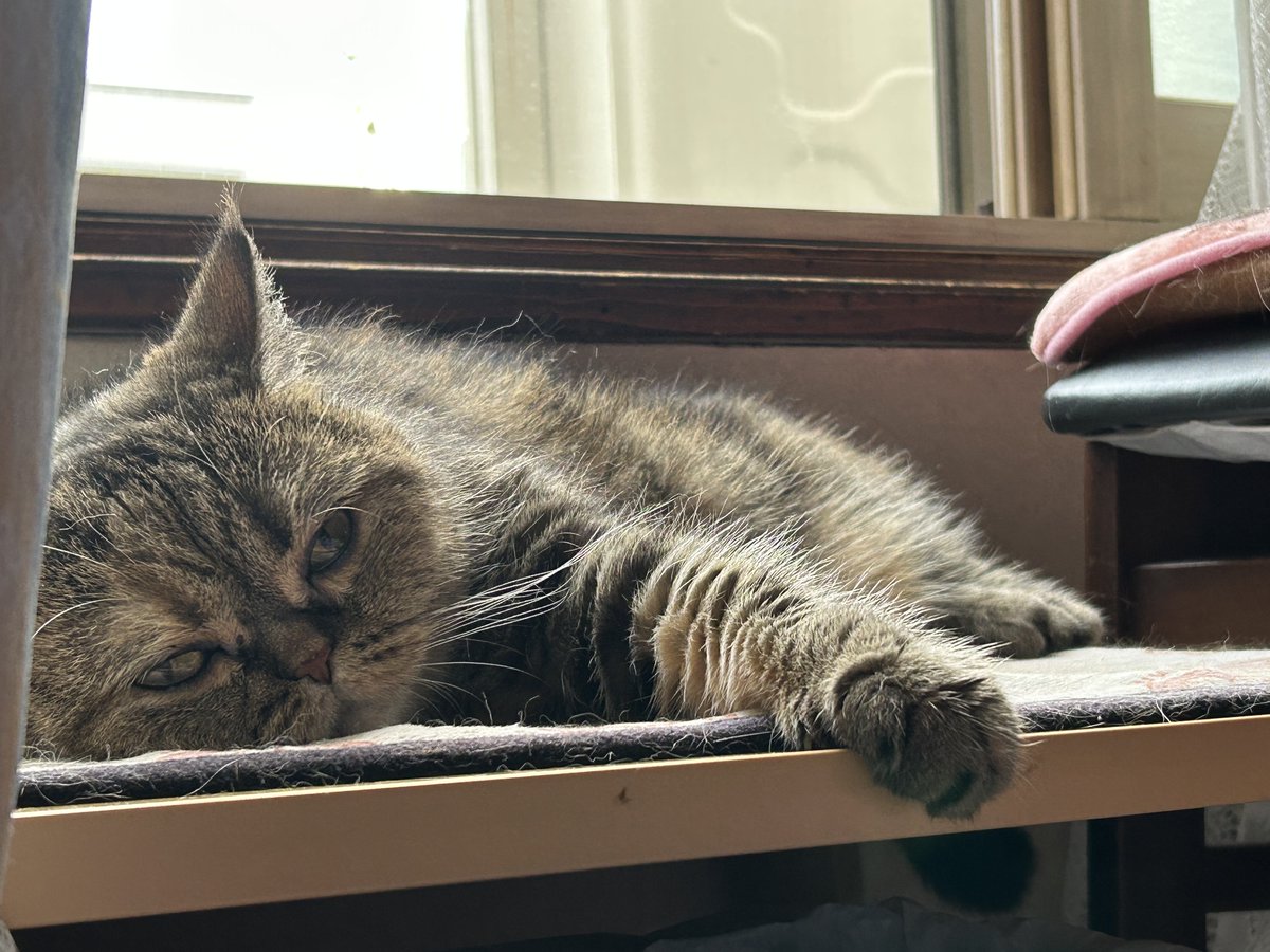 ねこぅさあずきなこ tweet media
