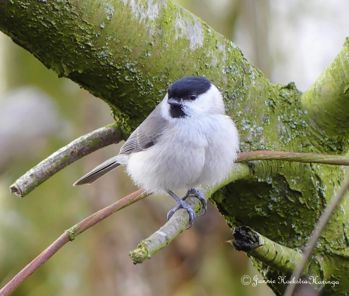 Jannie Hoekstra-Haringa tweet media