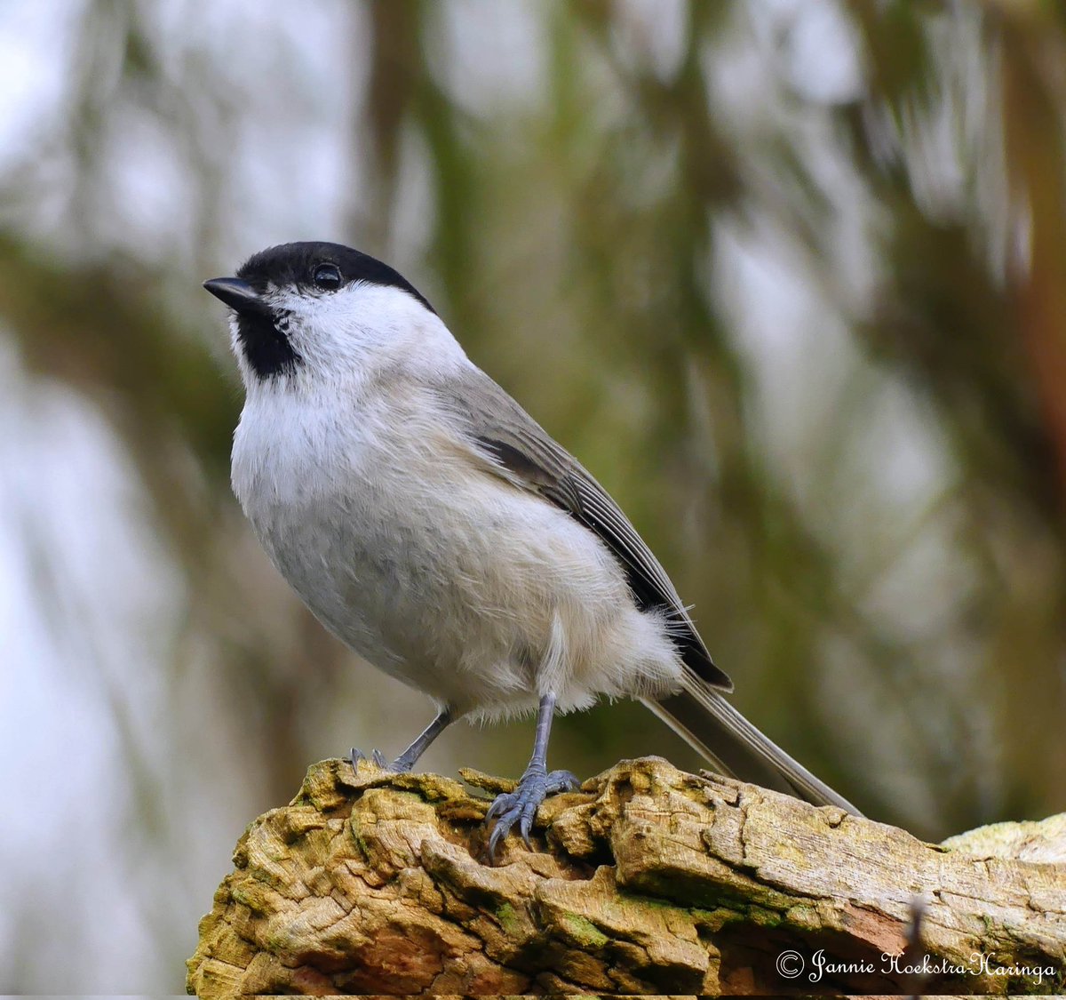 Jannie Hoekstra-Haringa tweet media