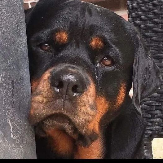 Beyond The Leash tweet media