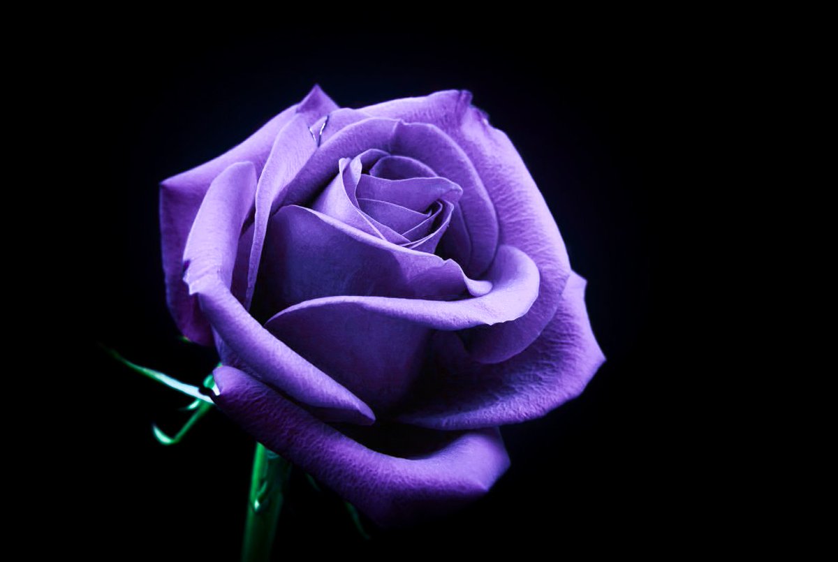 プログラミング外科医 tweet media