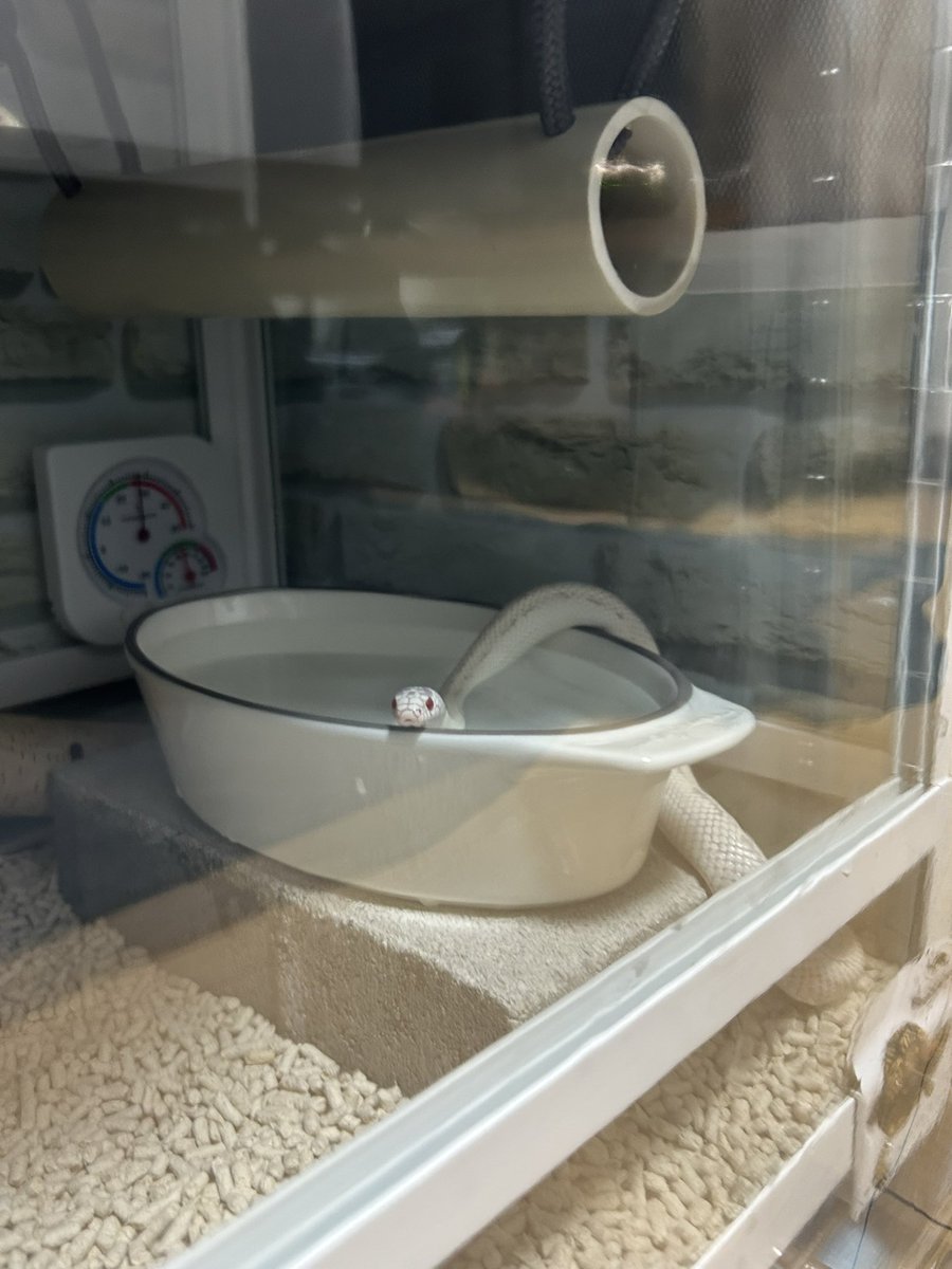 のぢ𓆙ིྀ tweet media