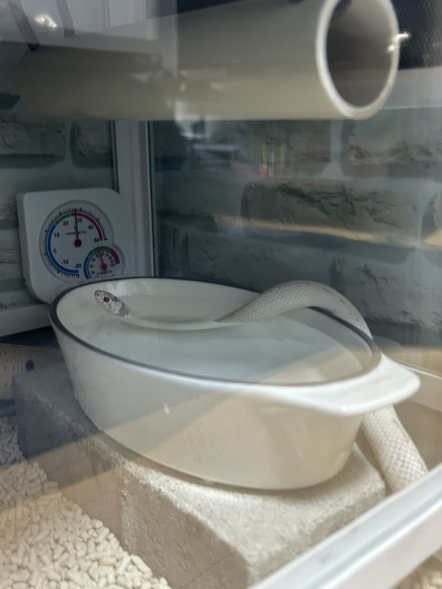 のぢ𓆙ིྀ tweet media