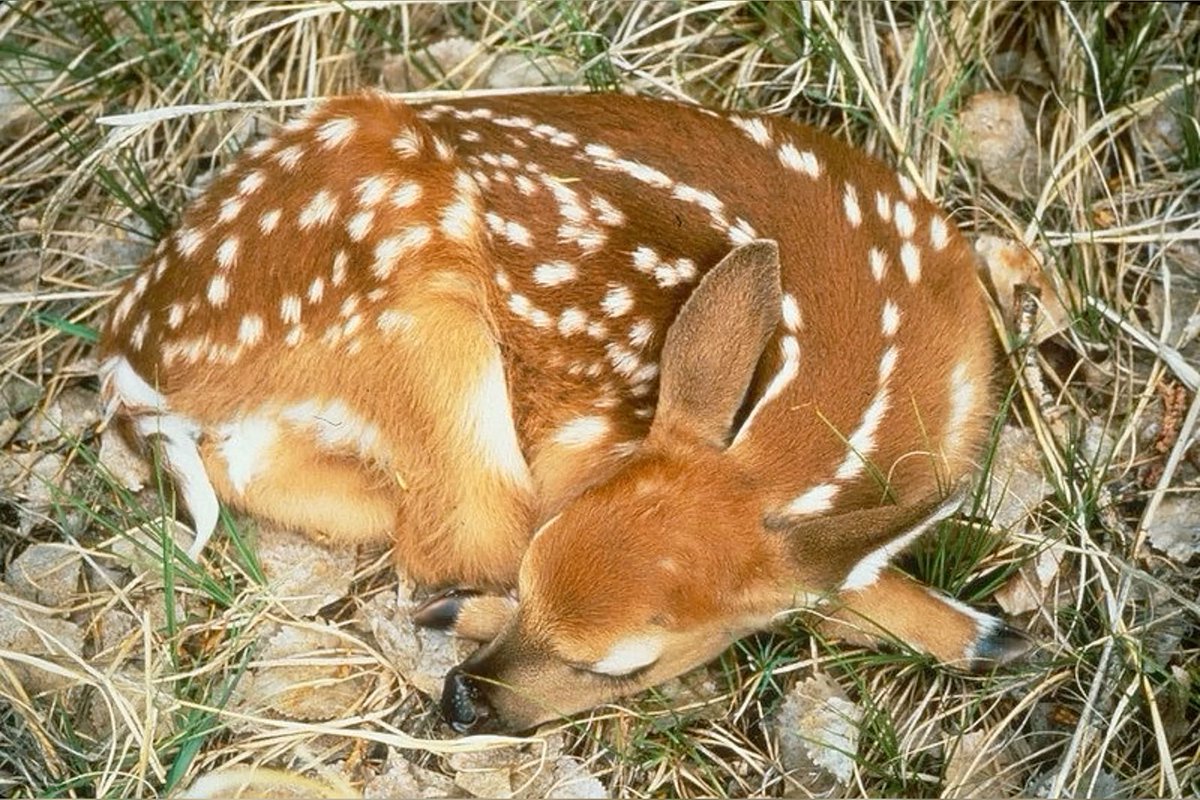 deer encounters 🦌 tweet media