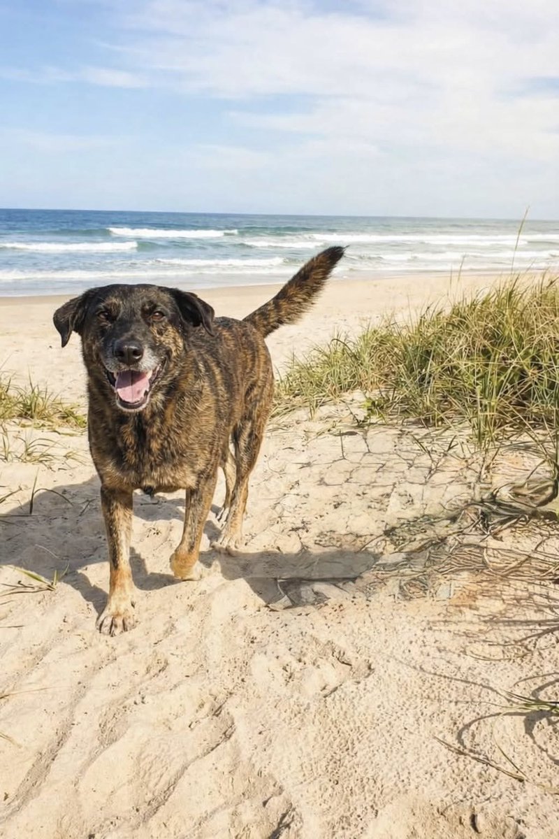 Marcelo Médici tweet media