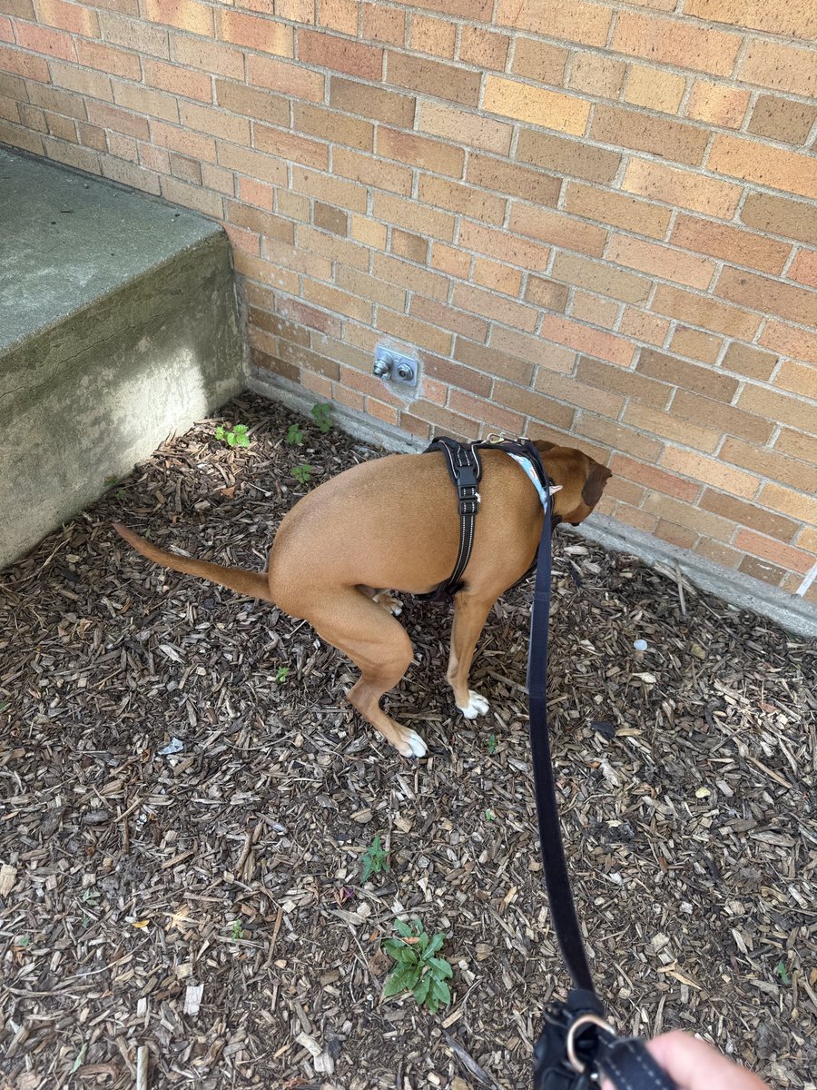 whitesoxdave tweet media