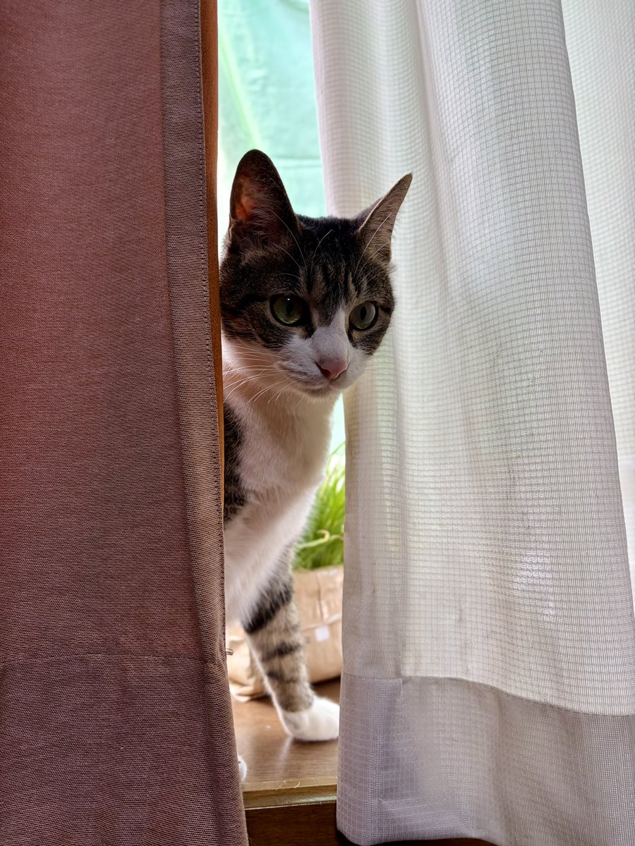 もみこ/文フリ東京42た35 tweet media