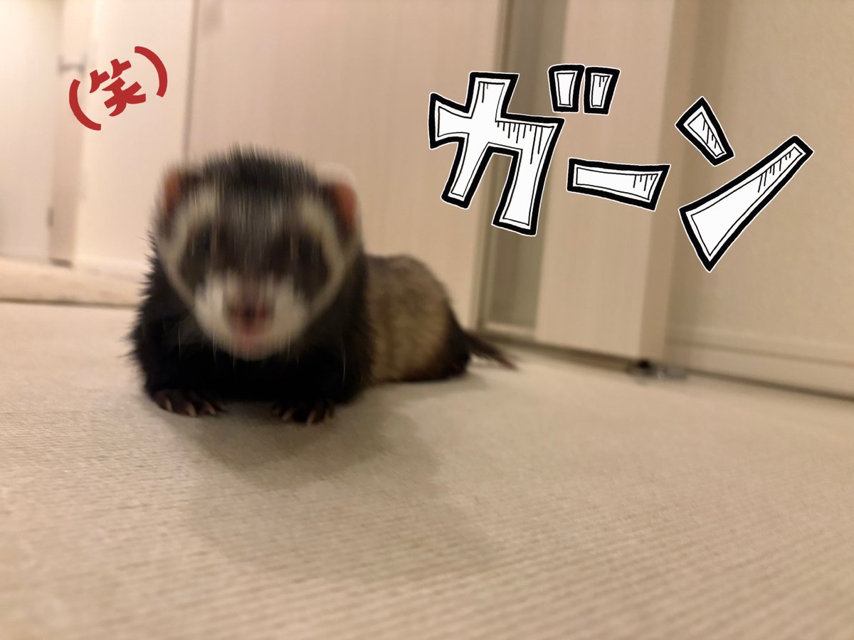 ROSE（ろぜ） tweet media