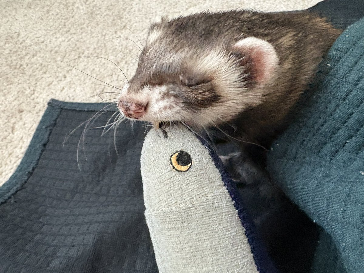 ROSE（ろぜ） tweet media