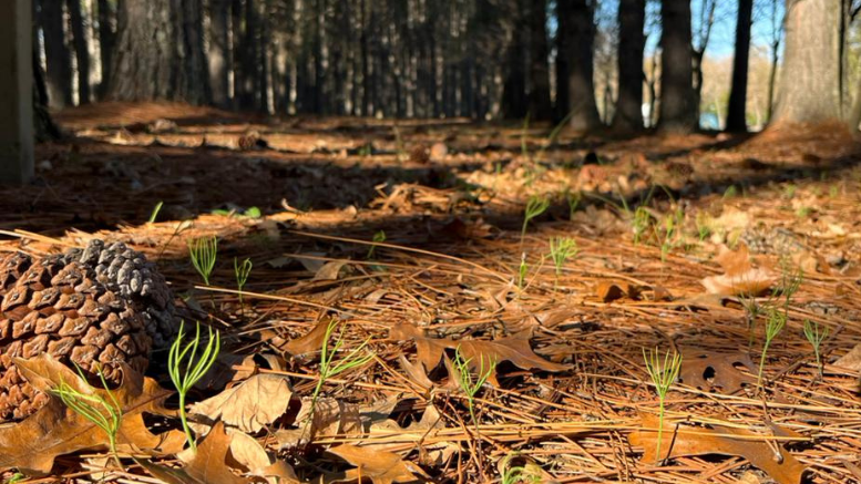 SLT_Divulgacion's tweet photo. 1️⃣🌲⚠️¿Sabías que los pinos invasores de la Patagonia se fertilizan a sí mismos con su polen y crecen hasta un 50% más?
Estudio #FAUBA revela:
📌Más de 100.000 ha ya cubiertas por pinos escapados de plantaciones abandonadas de Pinus contorta
📌Su polen, rico en nutrientes, acelera la invasión
🔗https://t.co/ybigHtkDXZ
#UBA #FAUBA #SLT #CONICET @AgronomiaUBA @luignacioperez @ifevaok @CONICETDialoga @UBAInvestiga @UBAonline