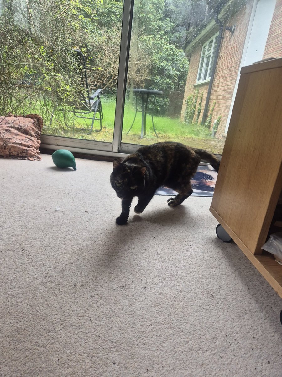 Littol Clee 🧡🖤 Anastrasia tweet media