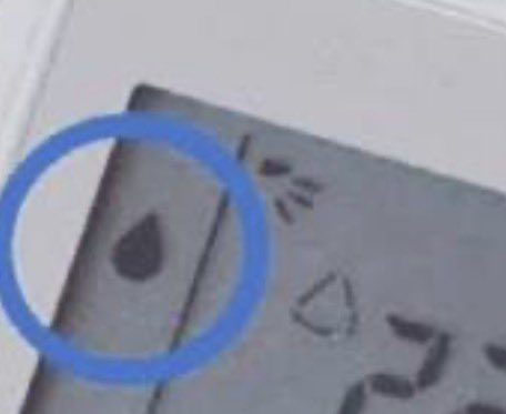 pepitorallo tweet media