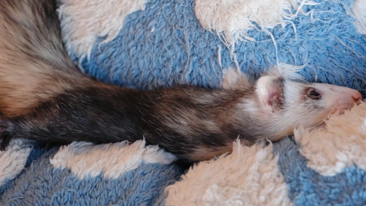Snails House Ferret Sanctuary tweet media