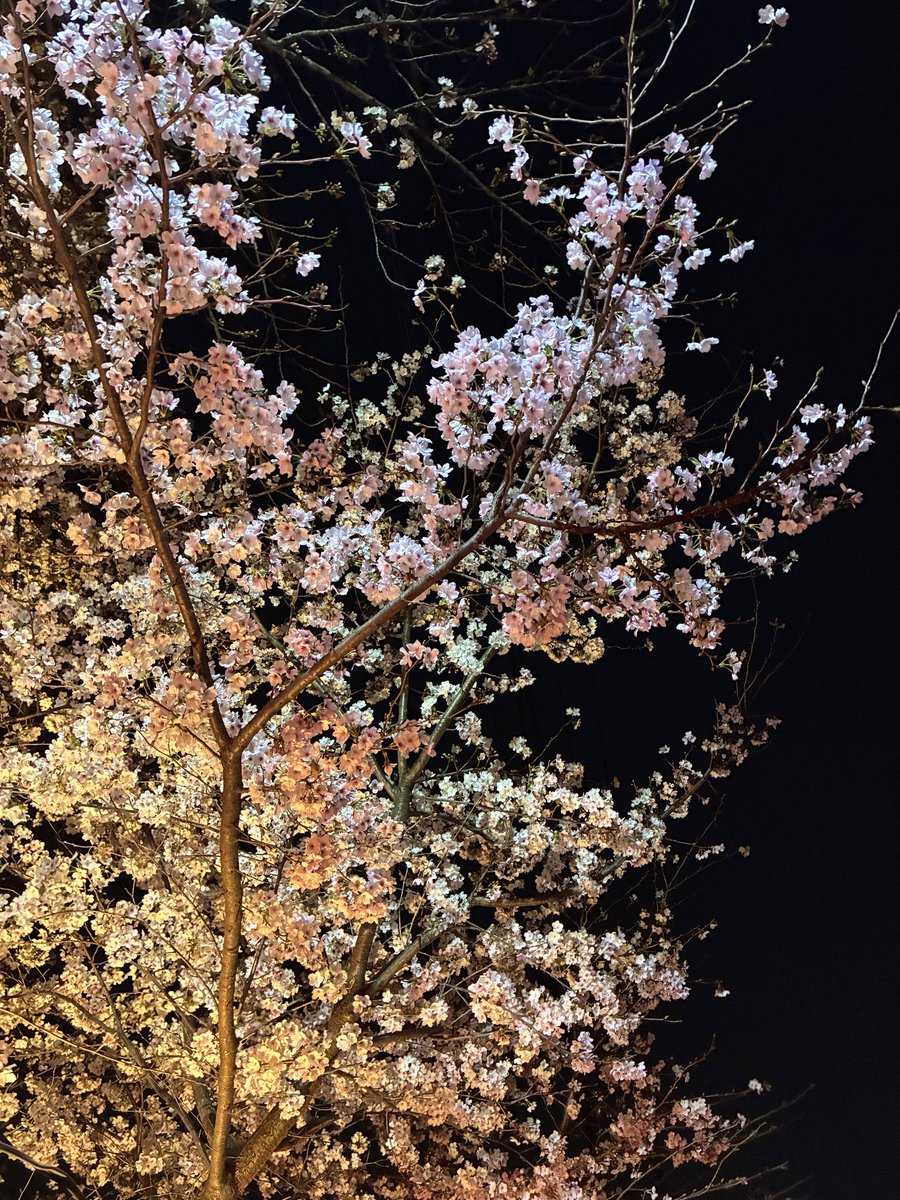 旦那さんが夜桜を見に連れて行ってくれた！昼に見る桜もかわいいけど、夜に見る桜はカッコ良くて粋だな〜✨
