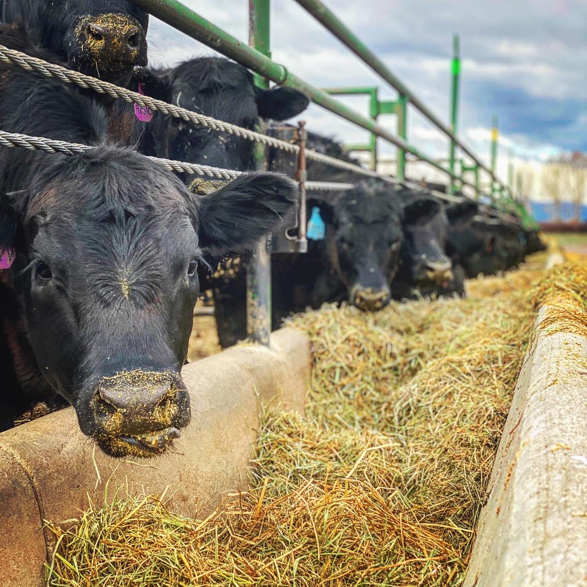 BetterFed Beef tweet media